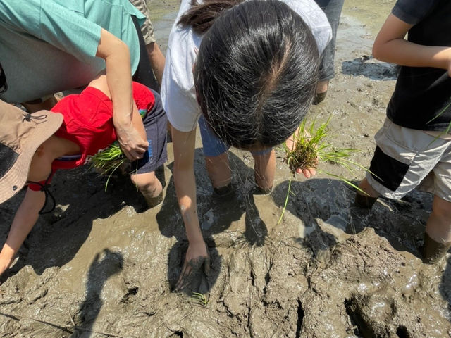 体験参加者さんの田植えの様子。
みんな初めてでも見よう見まねで上手いことやってくれています。_ぼちぼちファーム
