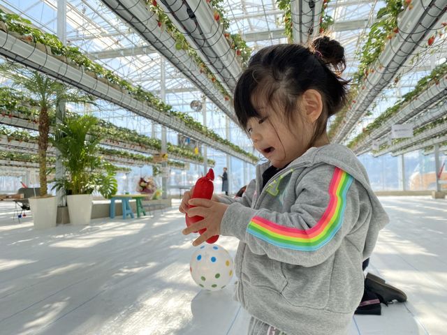 床はバリアフリーなのでベビーカーや車いすでの来場が可能です。_やまへい農場 いちご狩りハウス