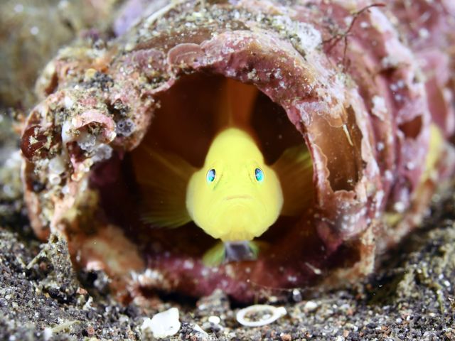 ダイビングショップケイズマリン