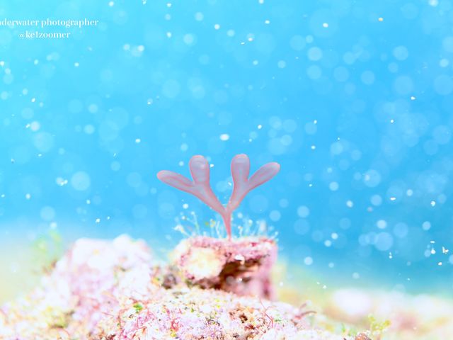 ダイビングショップケイズマリン