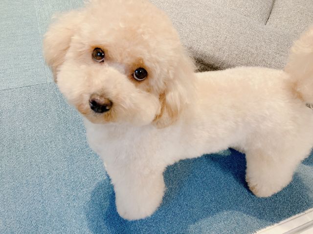コロン_犬カフェ ワンコと1人暮らし