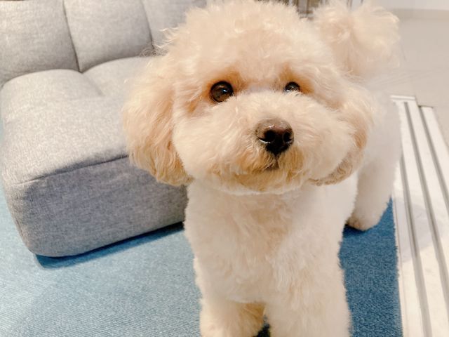 犬カフェ ワンコと1人暮らし