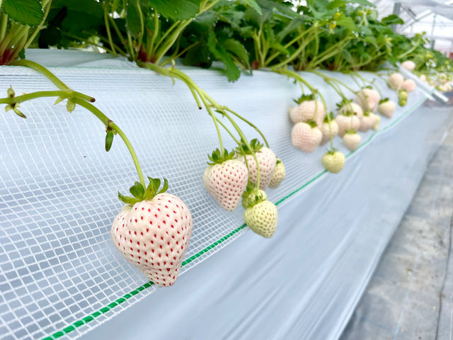 大人気の「天使のいちご」_いちごきらり みのうヴィレッジ