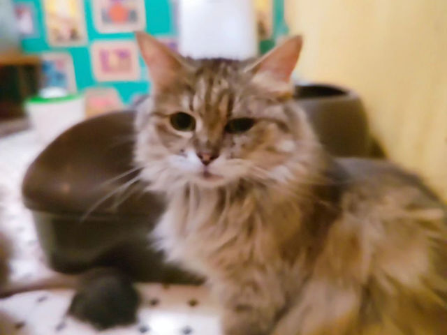多頭崩壊の現場から救出した猫さんです。怖がりなので会えたらラッキー☆_ペットハウスtakao