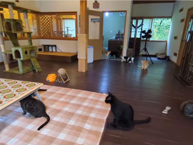 フロアはゆったり広々。古民家なのでどこか懐かしい感じで寛いで頂けます。_ペットハウスtakao