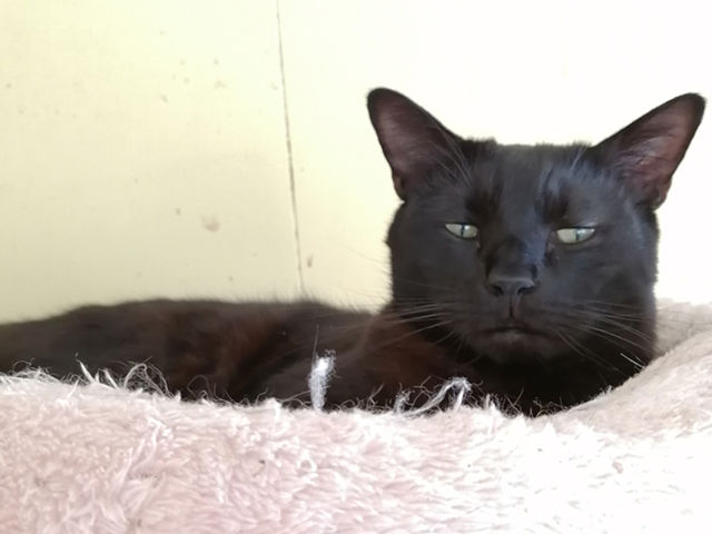 やまちゃんです。自分はリーダーと思っている大きな猫さんです。人懐こいです!_ペットハウスtakao