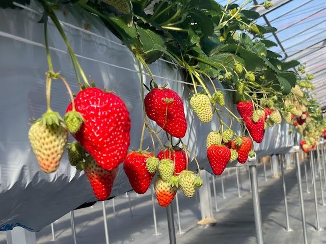 大粒のいちごが食べられます。_TNfarm