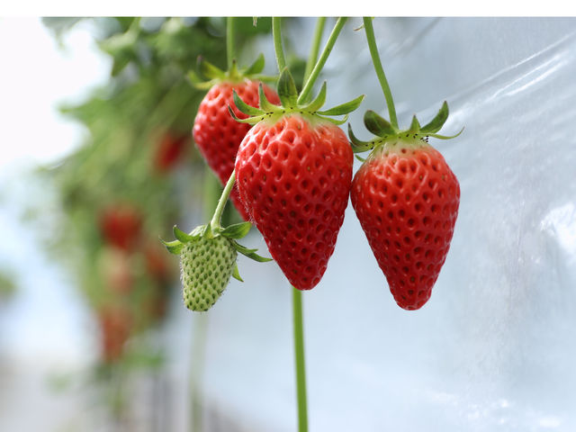 にっしーFarm
