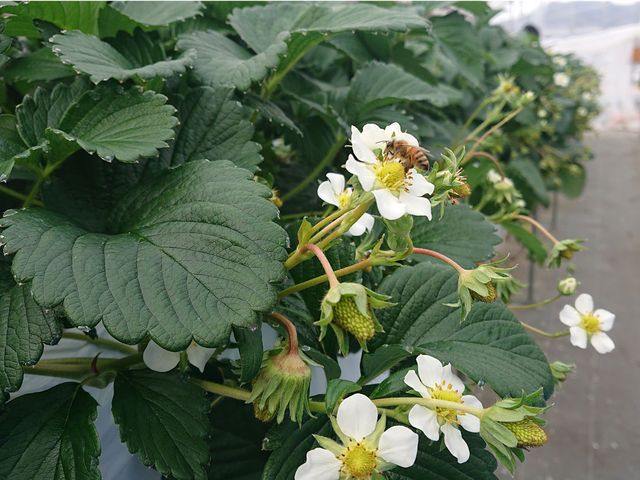 にっしーFarm