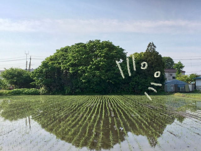 周りは田圃でほっこりできます。_こうろくファーム