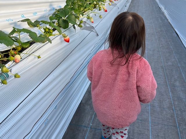 一部2段ベンチを導入しているので車椅子の方や小さなお子様も摘み取りをお楽しみ頂けます。_Twins Farm 真岡いちご園