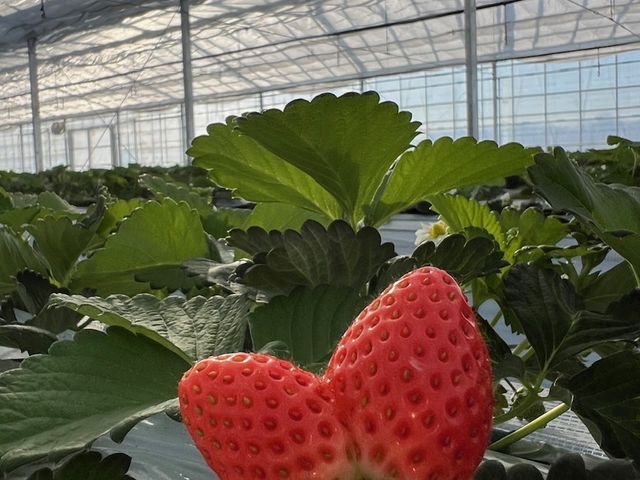 双子いちご。_Twins Farm 真岡いちご園