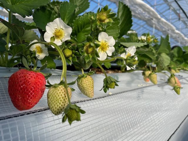 いちごのお花。_Twins Farm 真岡いちご園