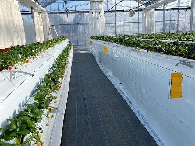 ベンチ間ゆったり幅1.2mございます。_Twins Farm 真岡いちご園