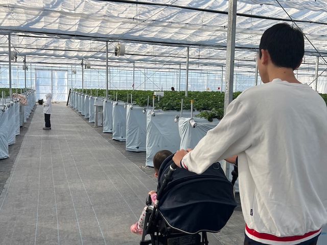 メイン通路幅3mで車椅子やベビーカーのUターン可能。_Twins Farm 真岡いちご園