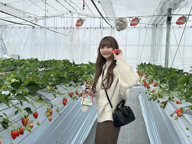 初年度は5品種のいちご狩り食べ比べが楽しめます。※天候、いちごの生育状況により開催出来ない場合がございます。ご了承下さい。_Twins Farm 真岡いちご園