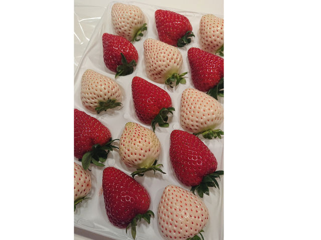古都華と白イチゴおもいっきり食べ放題_ハッピーイチゴランド