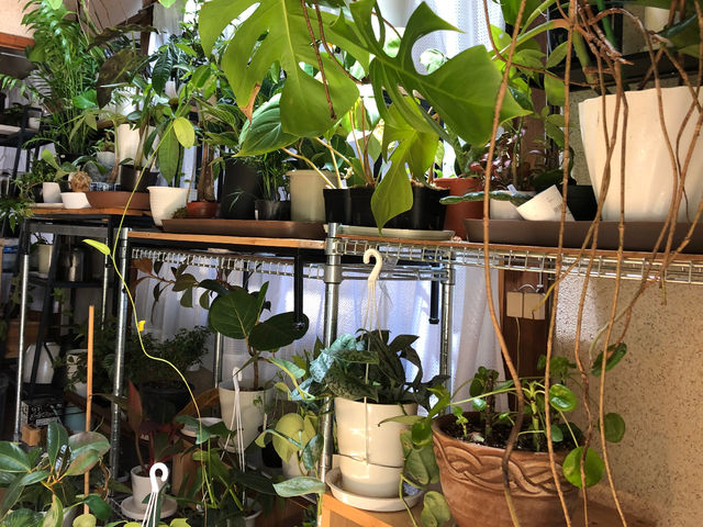 様々な観葉に囲まれてのワークショップです。_forest knot 江南店