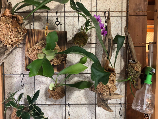 吊るすタイプの苔玉もございます。_forest knot 江南店