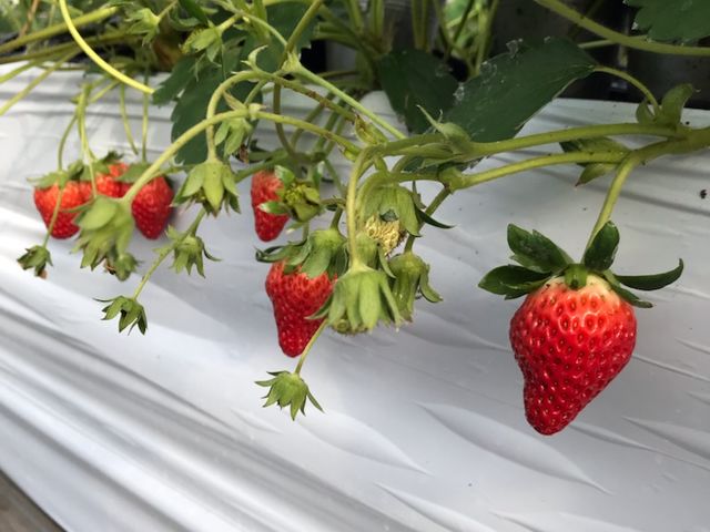 Aikawa Strawberry House