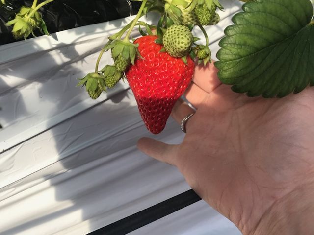 Aikawa Strawberry House