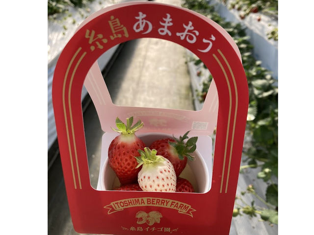 糸島イチゴ園