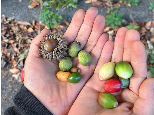 近くを散策するとどんぐりや木の実がいっぱい_オズ果樹農園