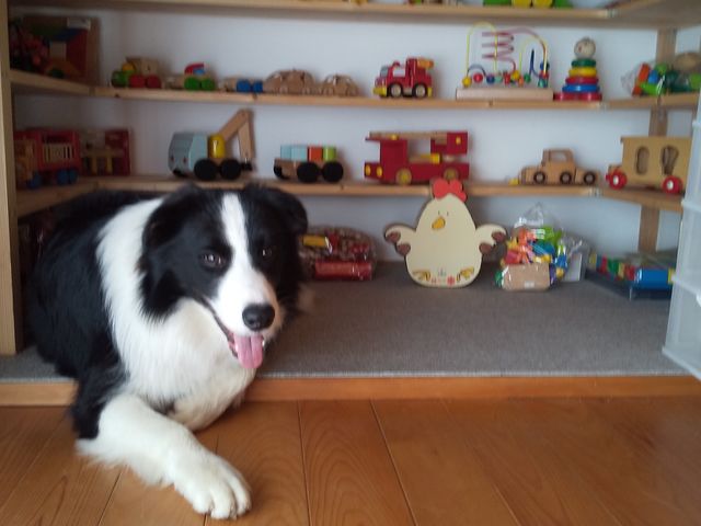 木のおもちゃと犬と遊ぼう。_チビッコ ワンコリゾート sarari