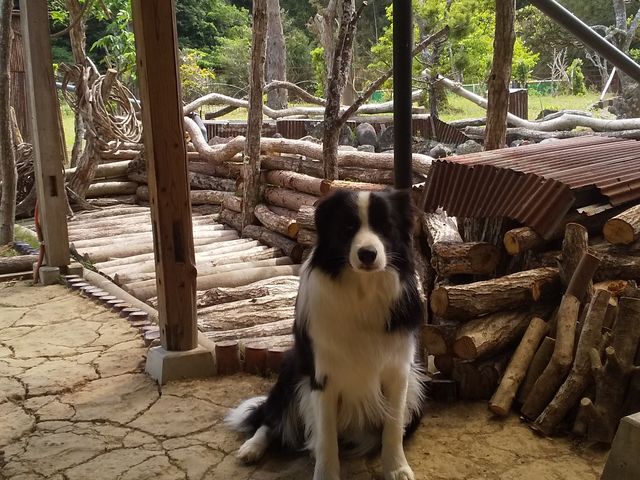 BBQ小屋は土で固めた床は、犬に優しく心地よいです。_チビッコ ワンコリゾート sarari