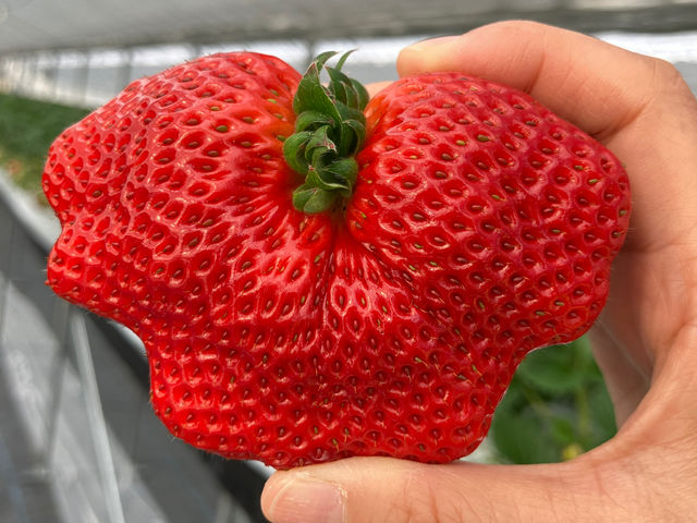 大粒いちごもありますよ♪_淡路島いちご農園 はる苺