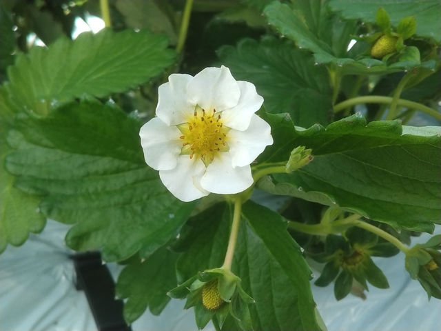 いちごの花です_好旬ファームパーク