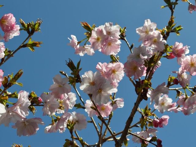 春、桜が咲く頃から農作業が本格的にスタートします!_すみれ自然農園・食堂