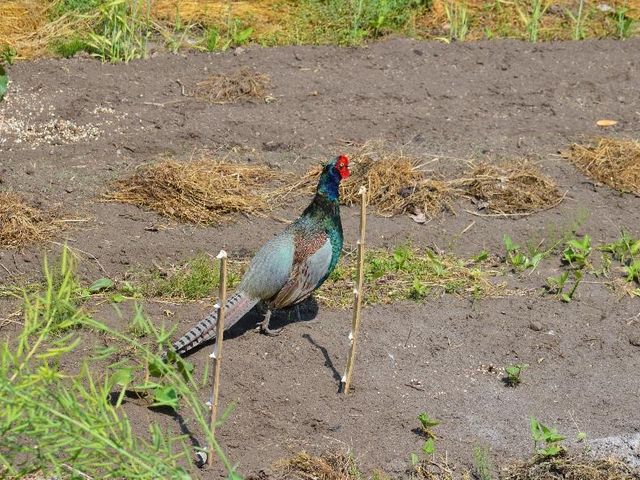 温かくなると国鳥のキジが畑に現れます。_すみれ自然農園・食堂