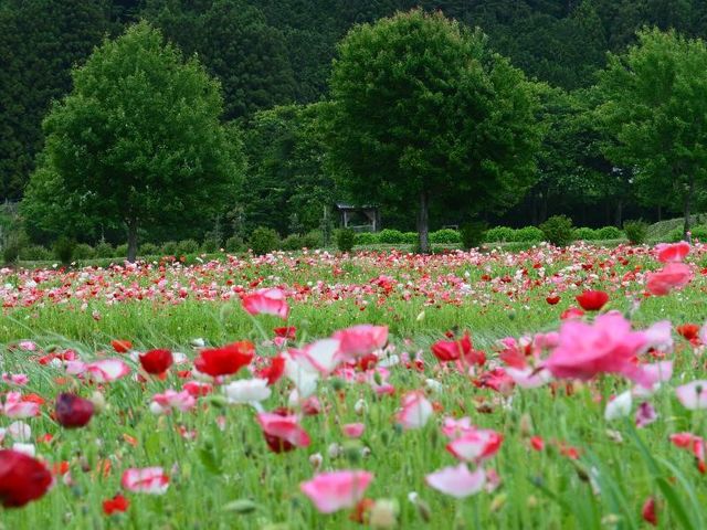 初夏、近くでポピーの花が楽しめます。_すみれ自然農園・食堂