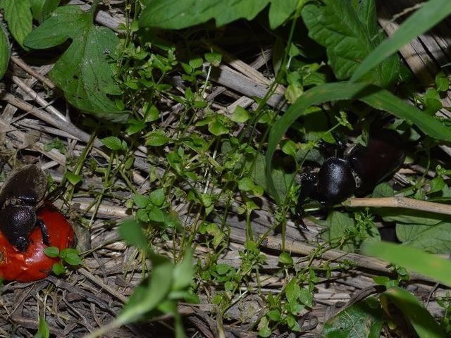 夏、甘いミニトマトにカブトムシが集まります!_すみれ自然農園・食堂
