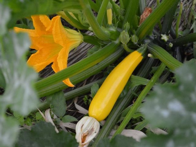 無農薬でも野菜は、元気に育ちます。_すみれ自然農園・食堂