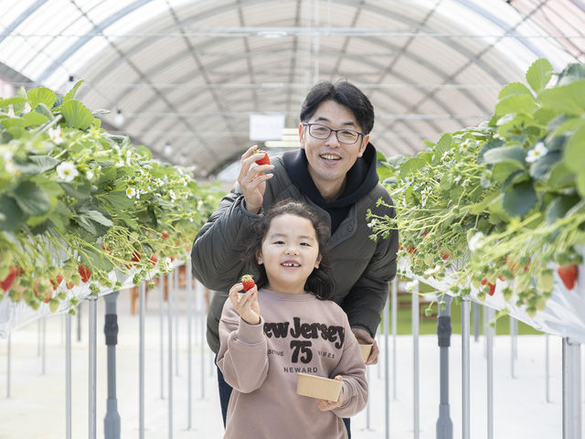 お子さまにも取りやすい高さの高設ベンチ栽培です。_苺舎 いちご狩り・直売
