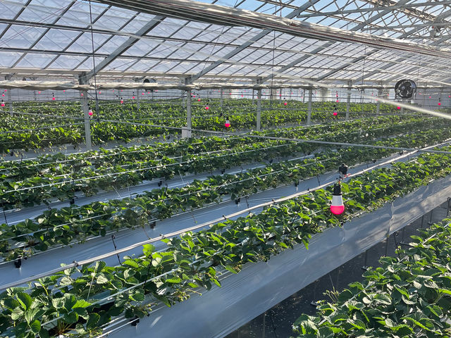 害虫を捕食する天敵製剤の導入や害虫を侵入させない忌避効果のある赤色LEDを設置し、減農に努めいちごを洗わずに食べれます。_SHINJO FARM
