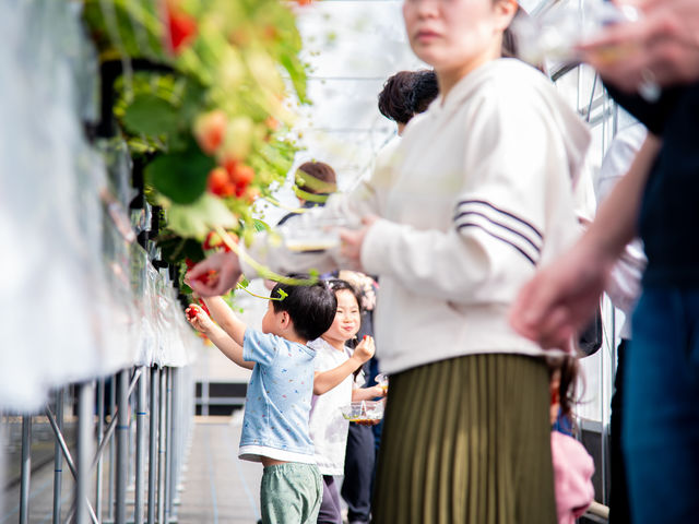 無理な姿勢で苺を取る必要なく、楽に苺を収穫することができます。_SHINJO FARM