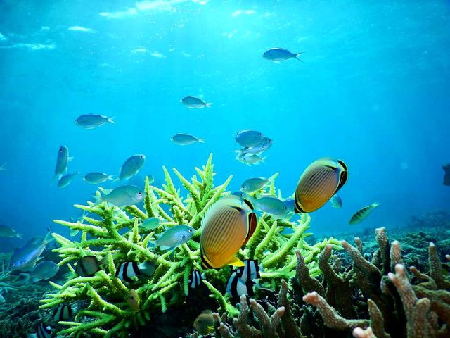 宮古島のサンゴやカラフルな魚たちがあなたをお出迎え!_初心者専門宮古島シュノーケリングツアー