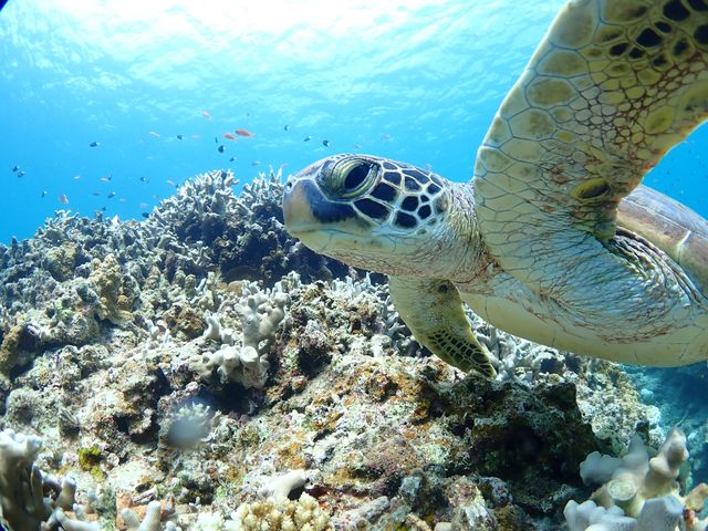 すぐ近くを泳ぐウミガメ!じっくりと観察すると様々な発見が!_初心者専門宮古島シュノーケリングツアー