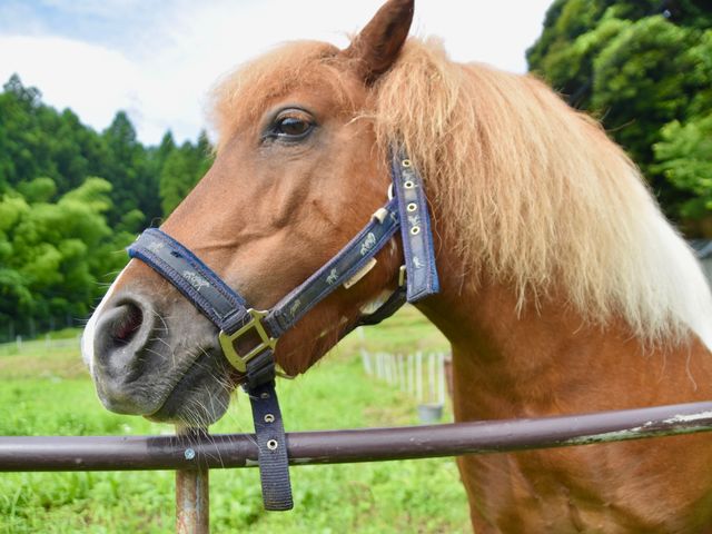 動物(ポニー・ヤギ・鶏)ふれあい体験_ささえたまご農園 -ポニー・ヤギ・ニワトリとふれあえる山のたまご屋さんのスイーツ店-