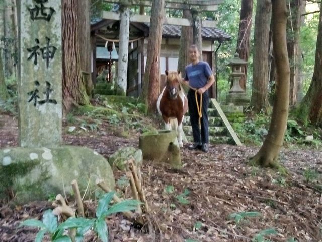ポニーと散歩(西神社お参り)_ささえたまご農園 -ポニー・ヤギ・ニワトリとふれあえる山のたまご屋さんのスイーツ店-