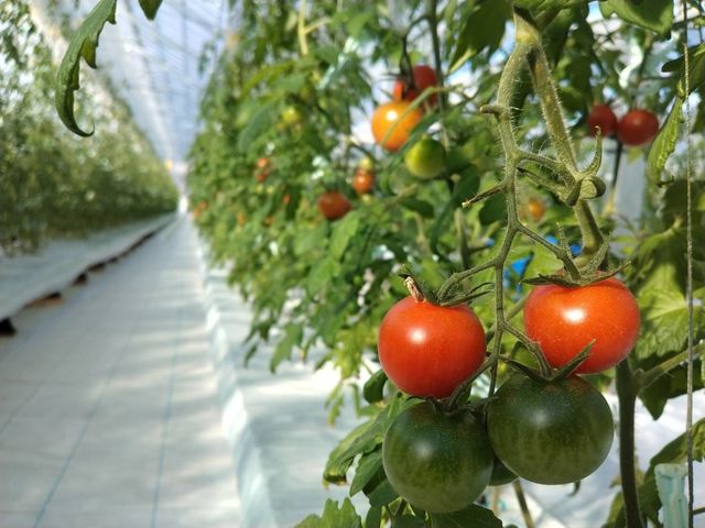 常陸太陽の庭フルーツトマト農園