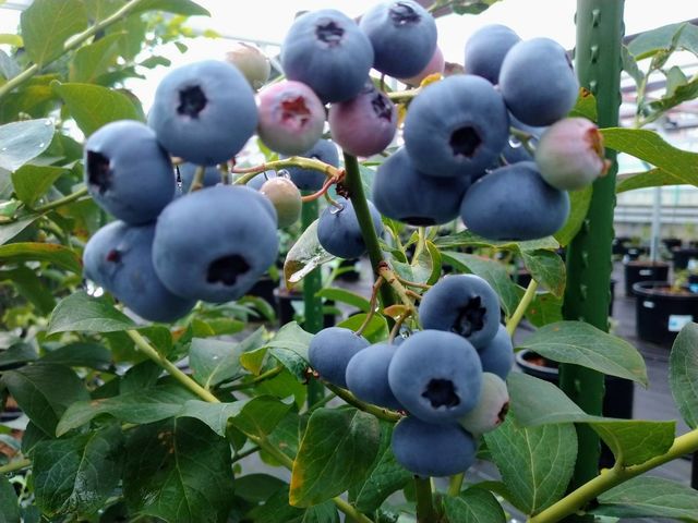 常陸太陽の庭ブルーベリー農園