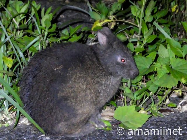 国の特別天然記念物第一号登録(生きた化石と言われるアマミノクロウサギ)_奄美愛ネット