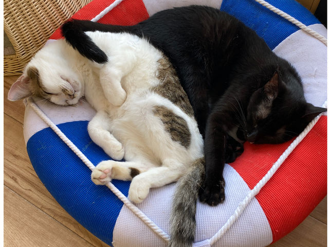 お昼寝する猫さん_里親探しの猫カフェ にゃんずはうす