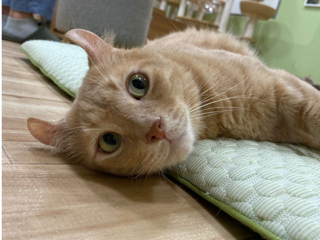 アメリカンカールのシャケくん
繁殖場から保護された猫さんです_里親探しの猫カフェ にゃんずはうす