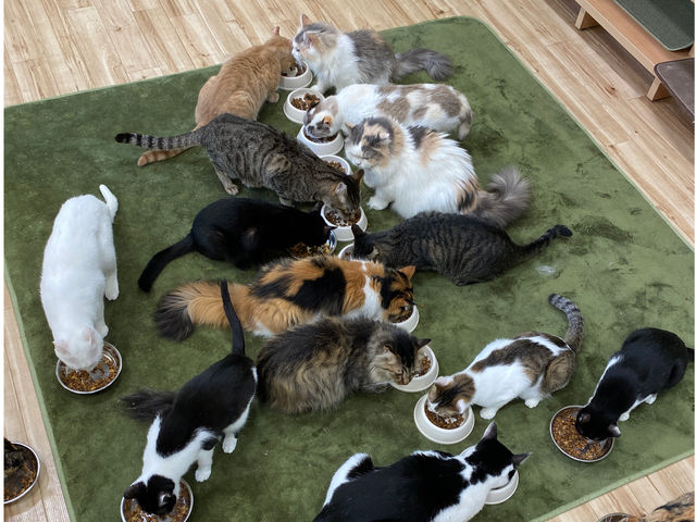 猫たちのご飯タイム(17時)は圧巻です☆_里親探しの猫カフェ にゃんずはうす