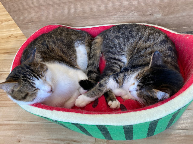 見ているだけで癒されます♪_里親探しの猫カフェ にゃんずはうす